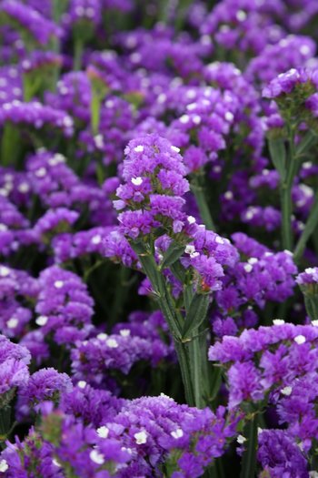 Tissue Statice Purple 